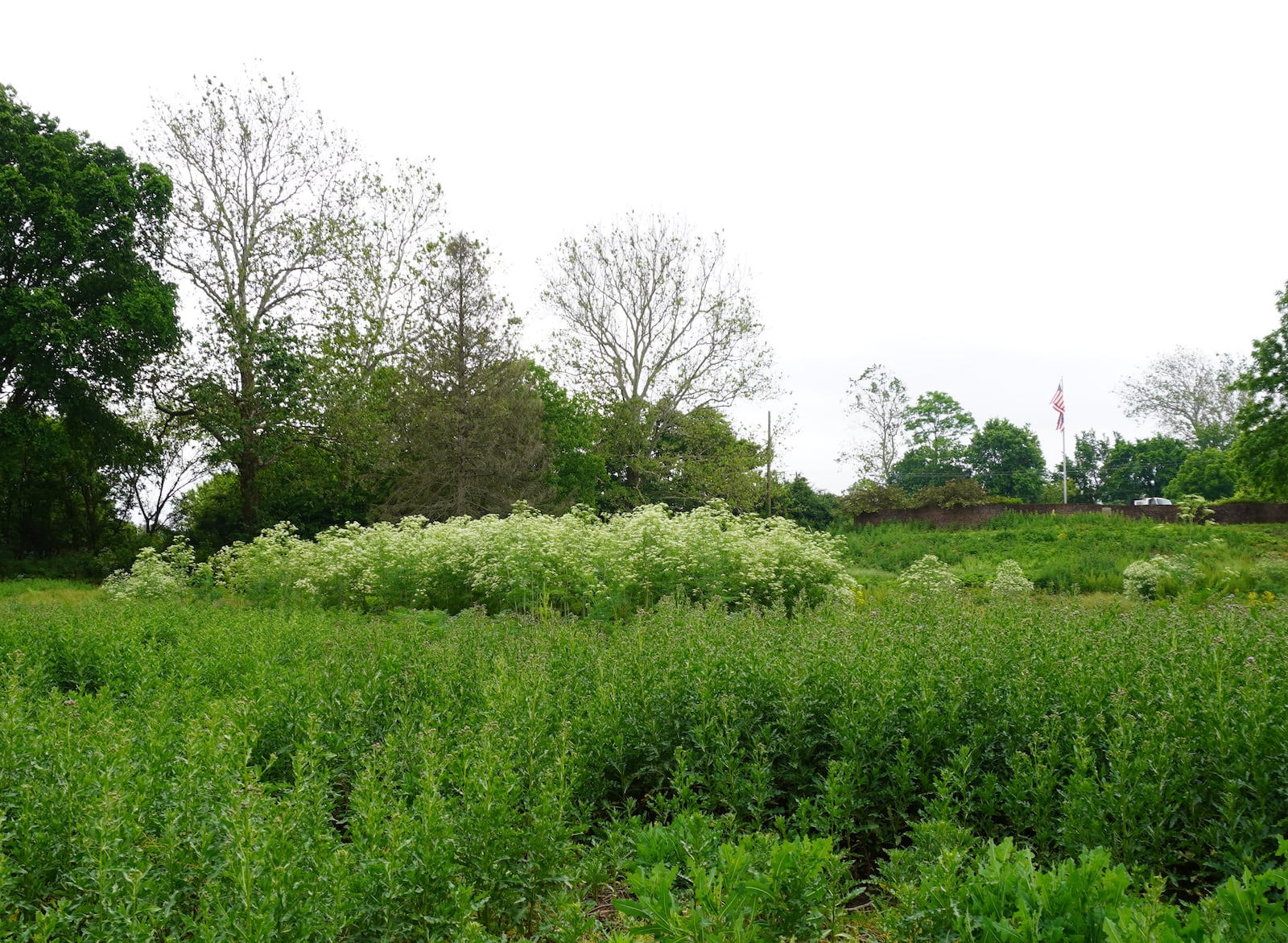 Poison hemlock can spread quickly if left unchecked. CONTRIBUTED PHOTO