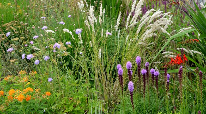 The goal of "chaos gardening" is to create a dense, colorful garden that surprises you with its variety. For many, it’s a low-pressure, joyful way to experiment. ISTOCK
