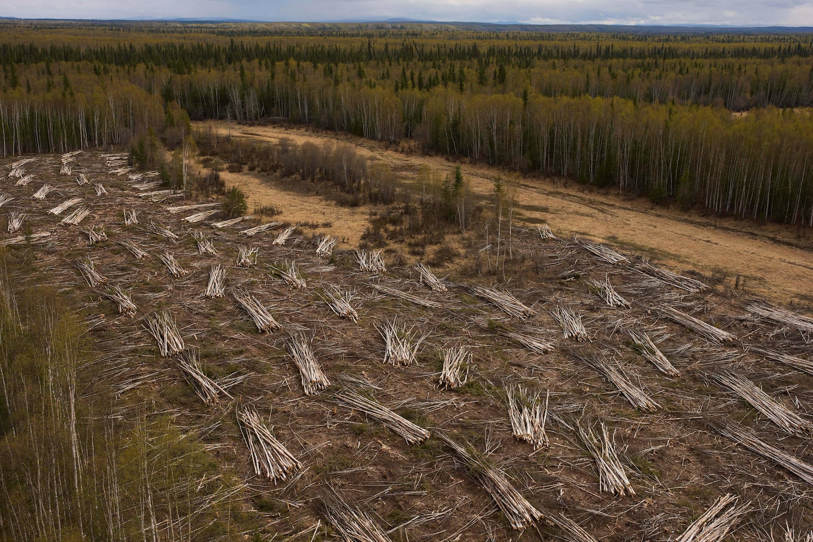 Piles of logs harvested by Sustainable Energy for Galena, Alaska, sit out to dry to be used in a biomass heating system at the Galena Interior Learning Academy, on Wednesday, May 21, 2025, in Galena. (AP Photo/John Locher)