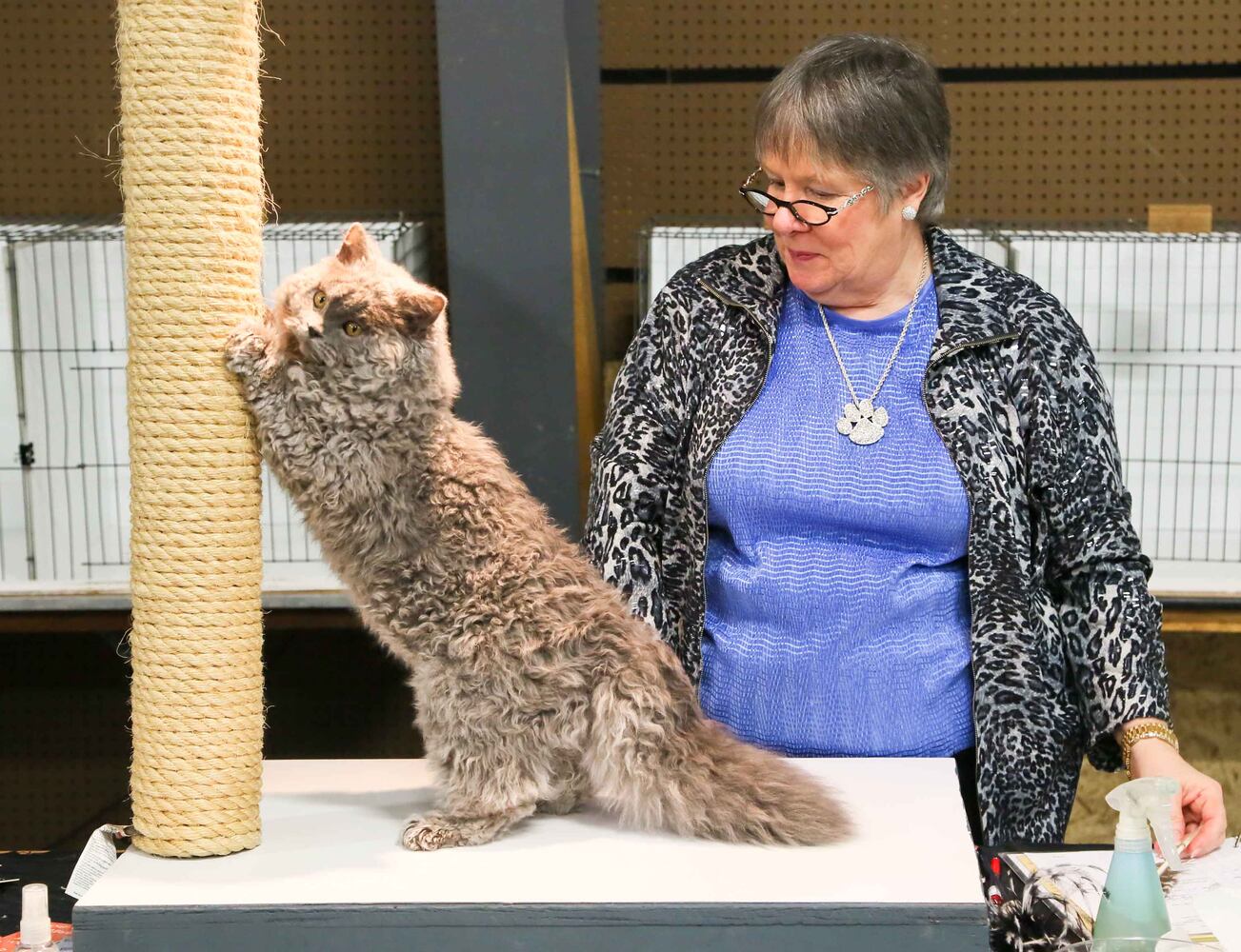 Cat Show at Butler County Fairgrounds