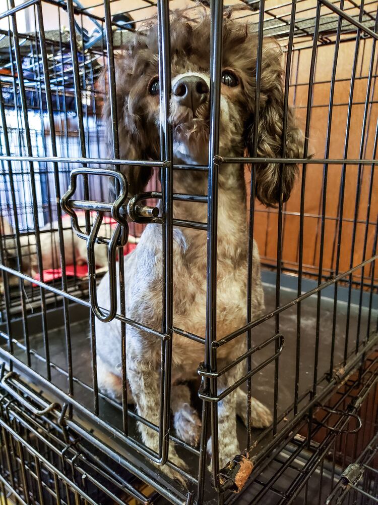 Humane Society of Warren County caring for 111 rescued poodles