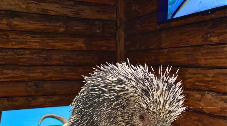 Nina the porcupine
