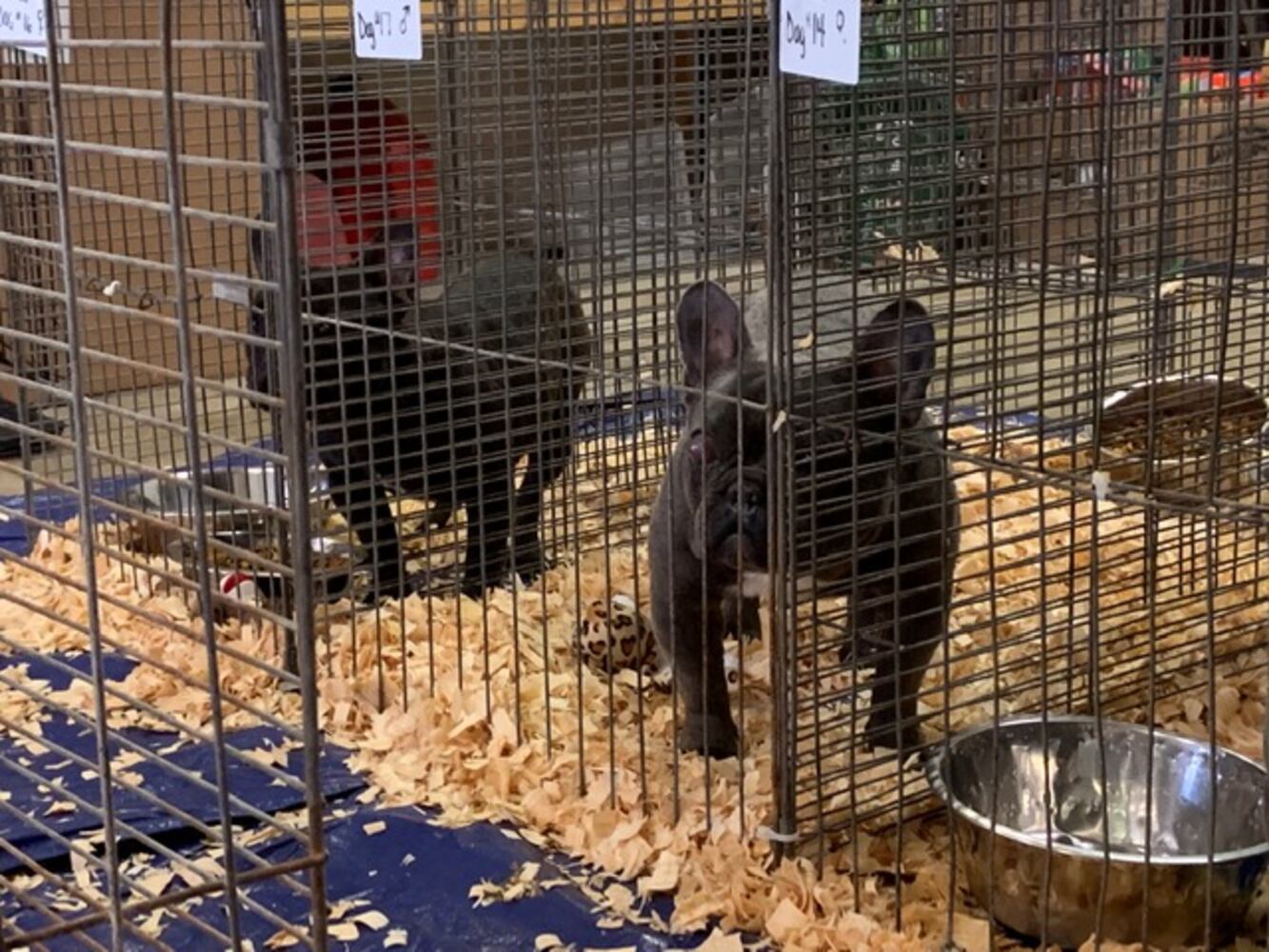 PHOTOS: French Bulldogs rescued from Sidney home
