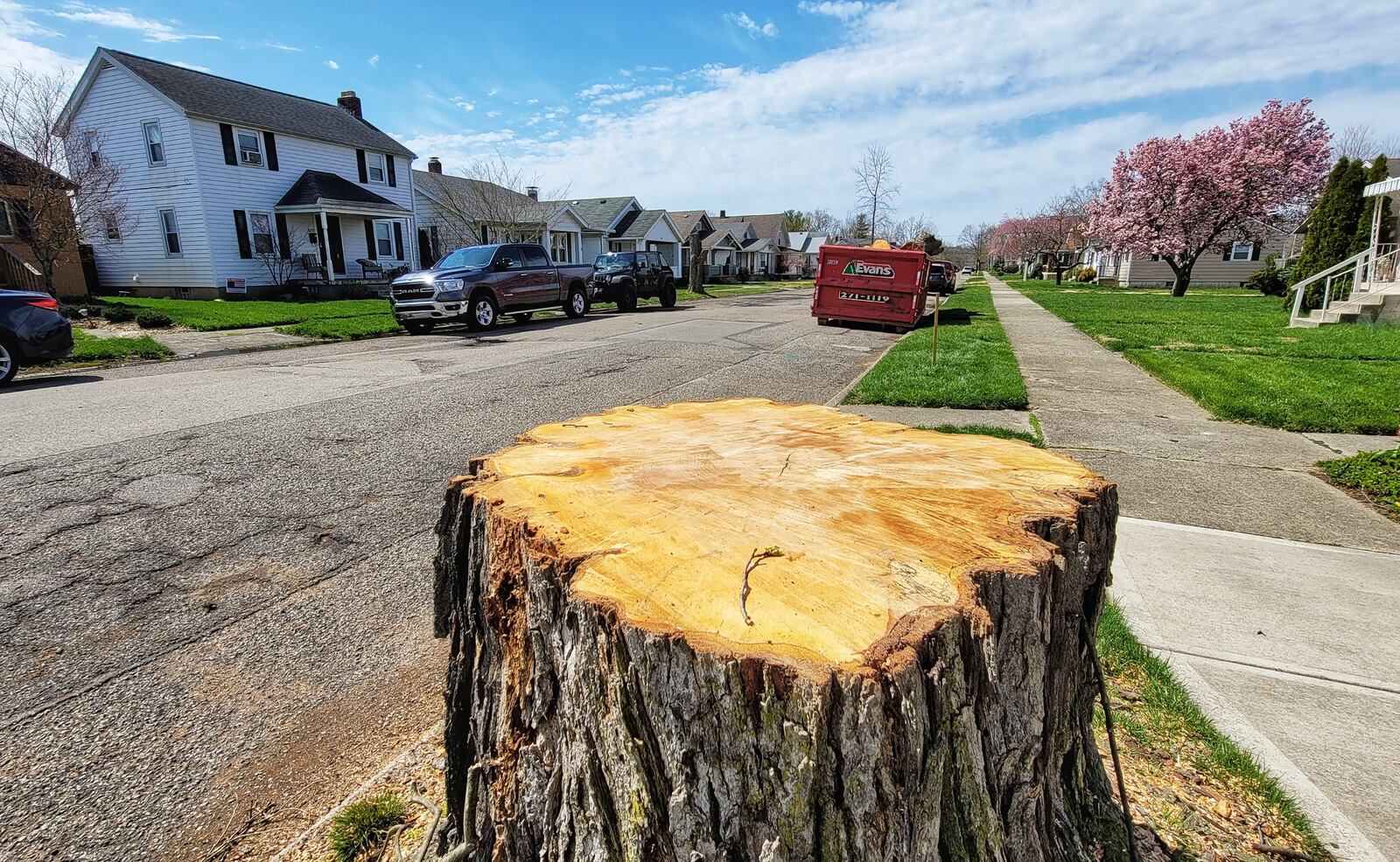Residents were angered when they saw tall trees cut down on Corwin Avenue in the Lindenwald neighborhood, where the city is improving sewers and other utilities to eliminate bothersome odors. NICK GRAHAM/STAFF