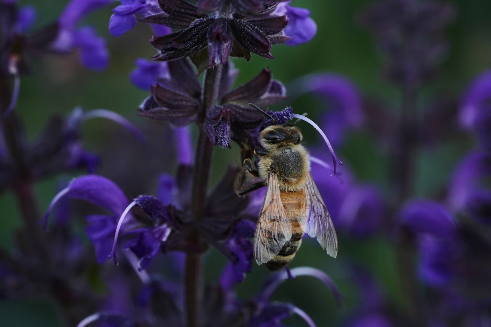 A honeybee feeds on blue sage Tuesday, June 17, 2025, at Black Swamp Preserve in Bowling Green, Ohio. (AP Photo/Joshua A. Bickel)