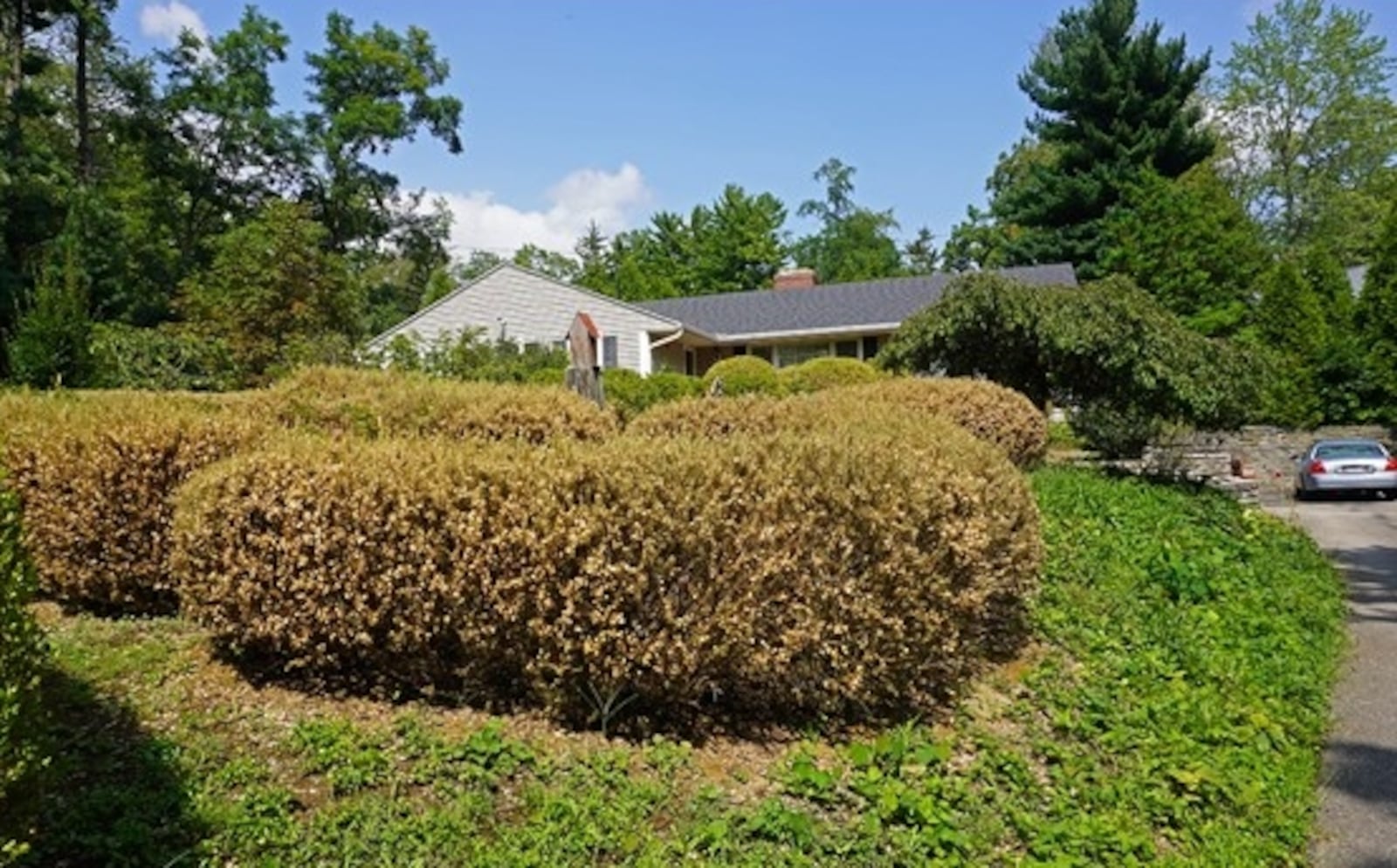 Boxwoods are in the landscape after an infestation of the invasive caterpillar known as boxtree moth. JOE BOGGS/OSU EXTENSION