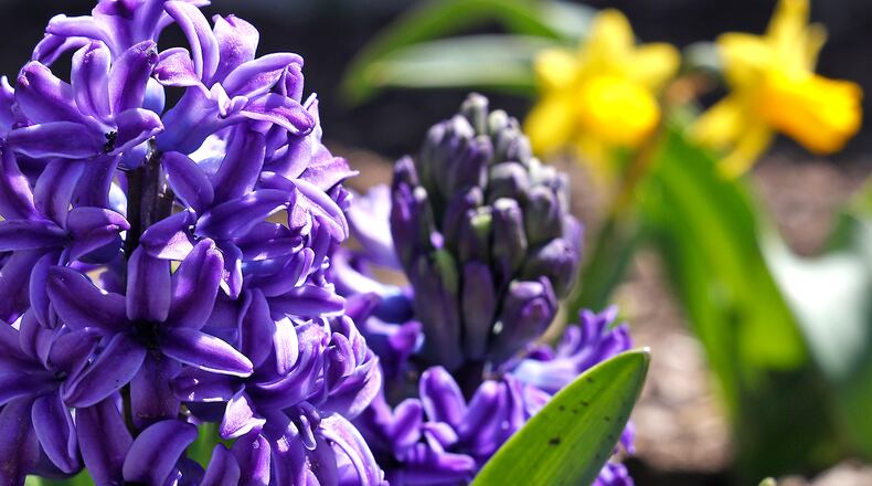 Kissed by sunshine and warm weather over the past few days, spring flowers have started popping up and showing their bright colors throughout the Springfield area marking the re-awakening of Mother Nature for another year. BILL LACKEY/STAFF