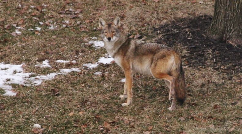 Mason officials are warning residents of an increase in complaints about coyotes. In this 2014 photo submitted by a resident, a coyote stands in a West Chester Twp. yard. CONTRIBUTED