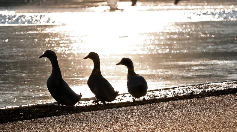 A trio of ducks is silhouetted against the sun lit fountain in the Snyder Park Lagoon Tuesday. BILL LACKEY/STAFF
