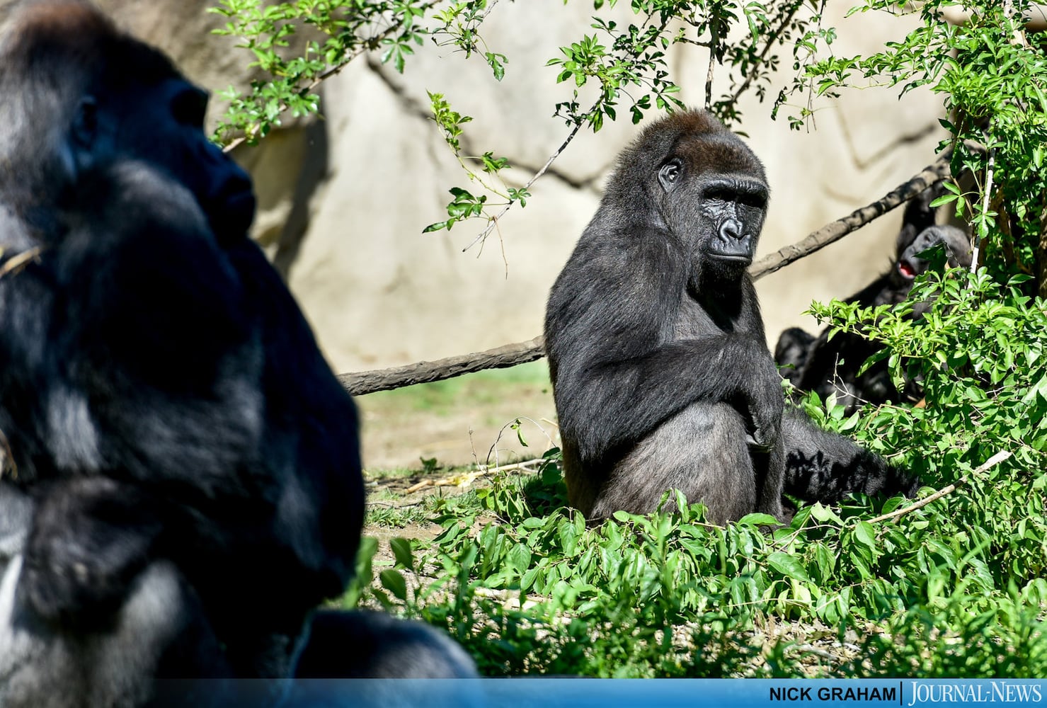 Gorilla Exhibit re-opens