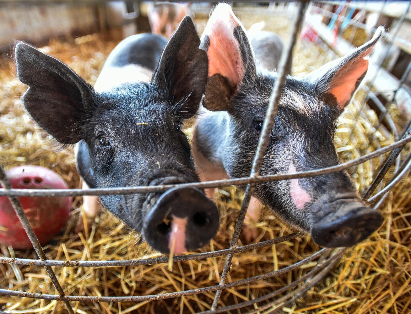Jackson Family Farm offers visitors a chance to learn about farm life
