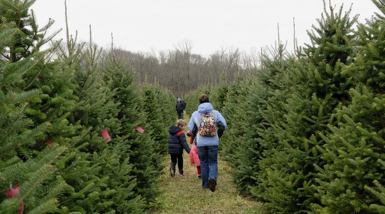 Choices, choices, choices! The path leads the way to Christmas trees. STAFF FILE PHOTO