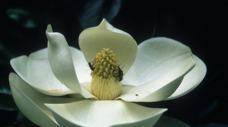 The deadline is Aug. 31 for Middletown and West Chester Twp. residents to be considered for the ninth annual Steel Magnolia Award.