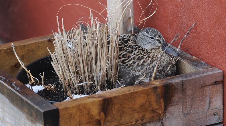 A mother duck decides to nest in a planter outside a local establishment in downtown Dayton. MARSHALL GORBY\STAFF