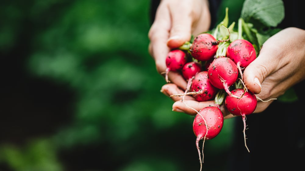 Women harvesting fresh radish in farm. ISTOCK