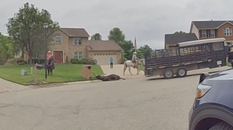 Fairfield Twp. police and others lassoed multiple steer that got loose in the area May 15-16, 2023. A bull was captured in Liberty Twp. All escaped from their home on Morris Road. CONTRIBUTED/FFTWP POLICE