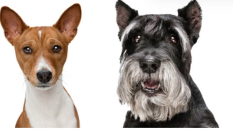 2025 Butler county dog license on sale now. BUTLER COUNTY AUDITOR'S OFFICE