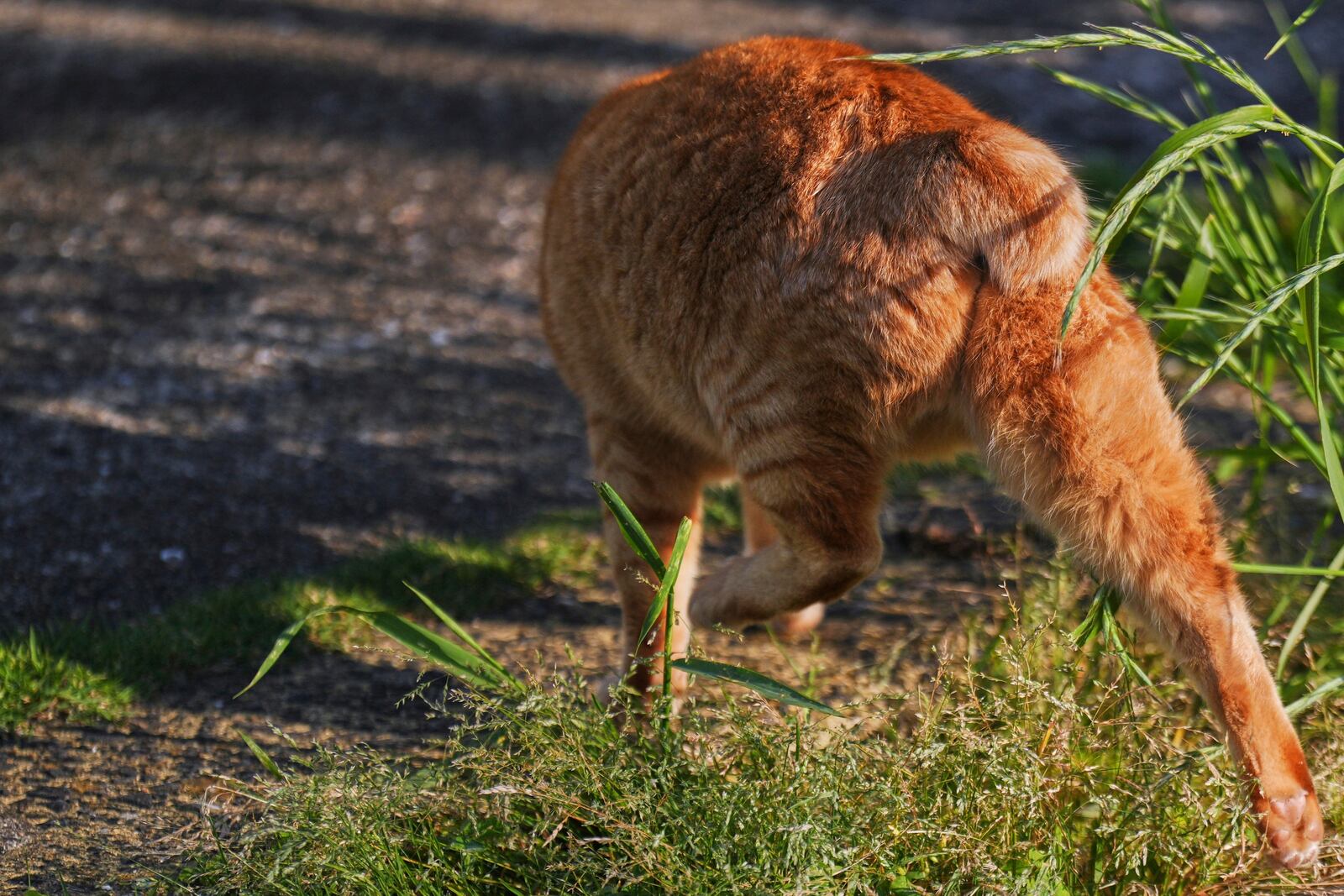 A stray bobtail cat rests at a park in Nagasaki, southern Japan, on April 26, 2025. (AP Photo/Eugene Hoshiko)