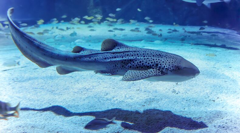 Newport Aquarium is kicking off Shark Summer with new sharks as the attraction continues to celebrate its 25th anniversary. CONTRIBUTED