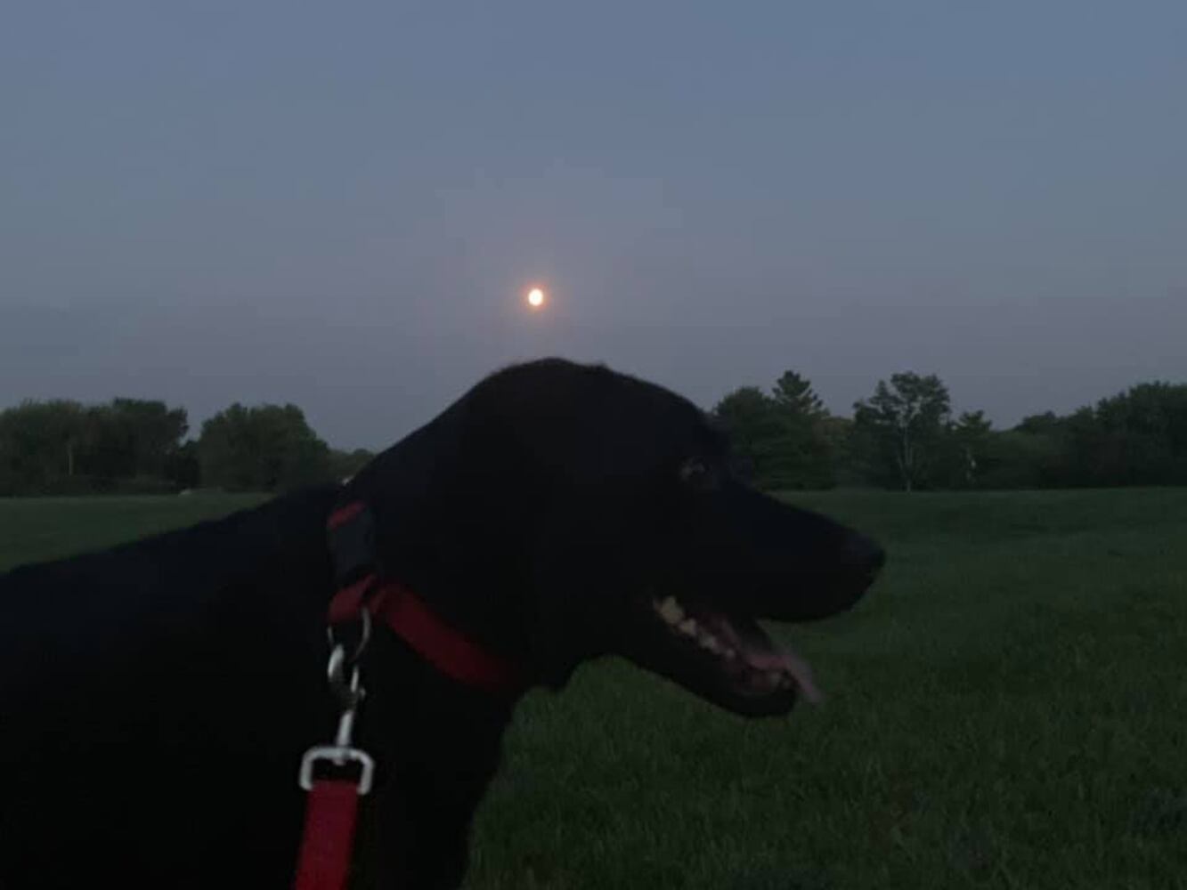 PHOTOS Readers respond to National Black Dog day post with pictures of their pets.