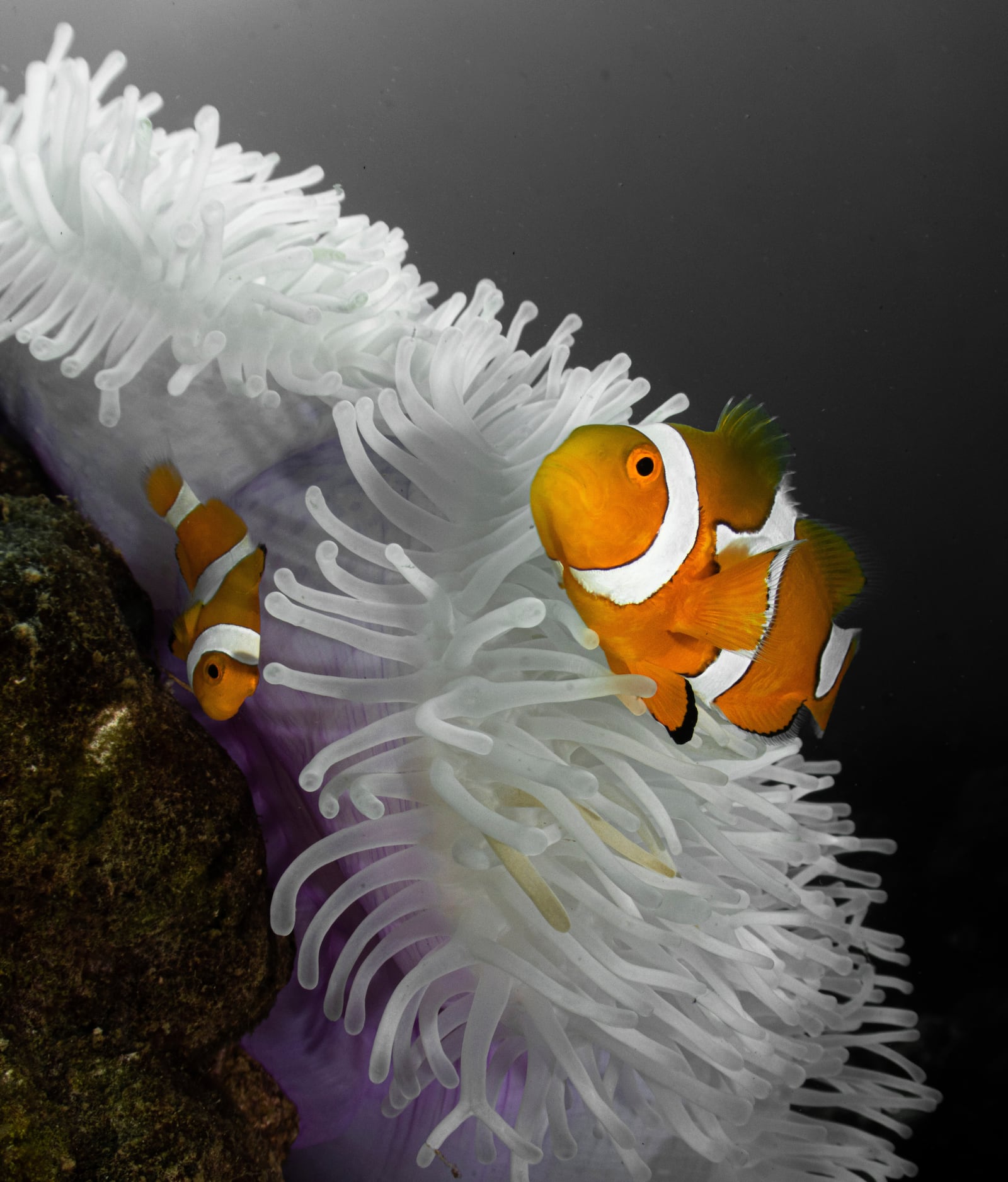 This photo provided by Morgan Bennett-Smith shows two clownfish swimming near an anemone in Kimbe Bay, off the coast of Papa New Guinea. (Morgan Bennett-Smith via AP)