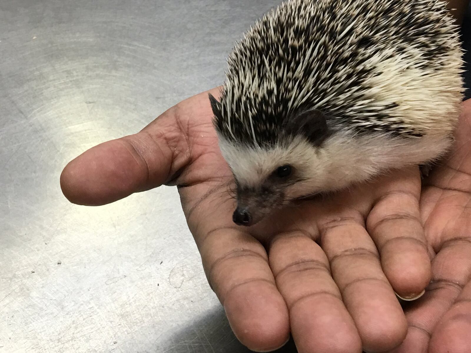 Meet Quilliam, the Boonshoft Museum of Discovery’s new African pygmy hedgehog. SUBMITTED