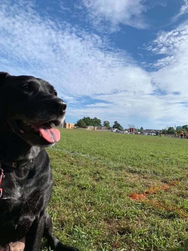 PHOTOS Readers respond to National Black Dog day post with pictures of their pets.