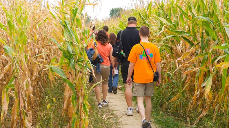 Cowvin's Corny Maze at Young’s Jersey Dairy will be replaced by Cowvin’s Corny Playland Adventure this year.