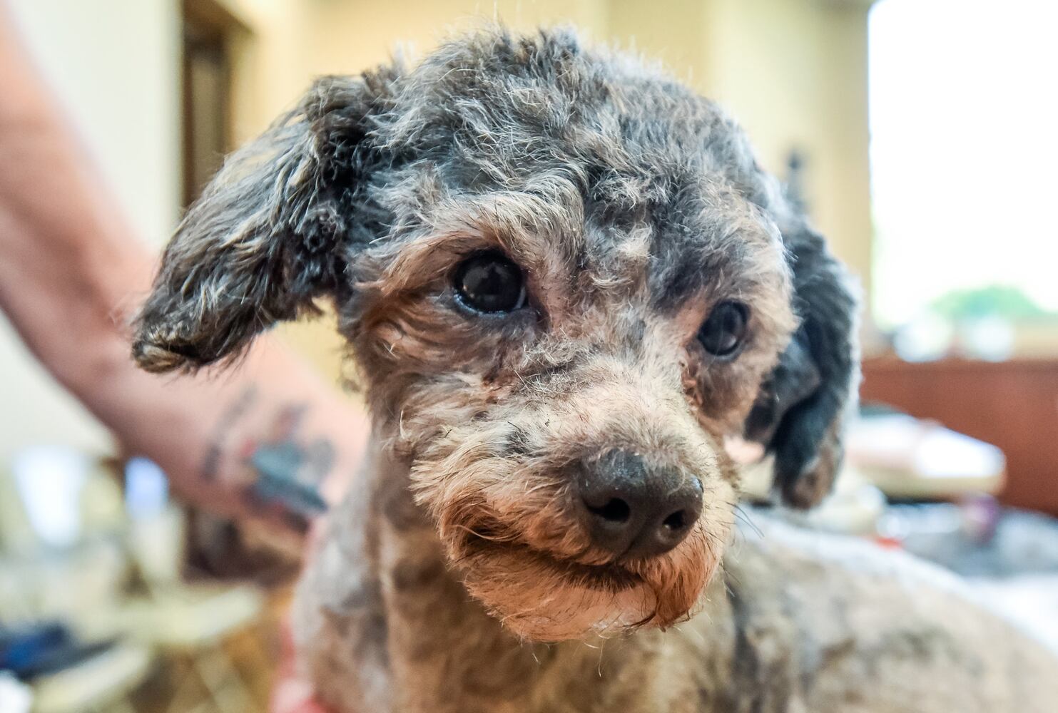 Humane Society of Warren County caring for 111 rescued poodles