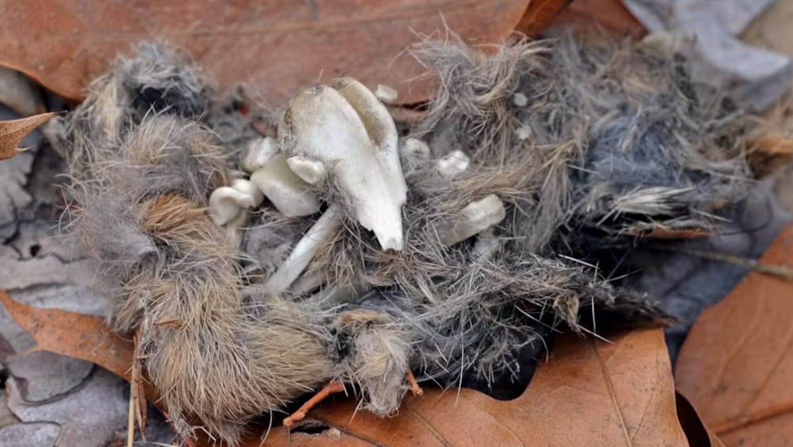 The items inside an owl pellet can tell you something about the smaller animals in the neighborhood, as well as the owls. ANDY REAGO AND CHRISSY MCCLARREN/CREATIVE COMMONS