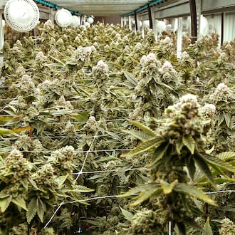 Senate Bill 56 could lead to local communities being paid sales tax for recreational marijuana sales. FILE PHOTO