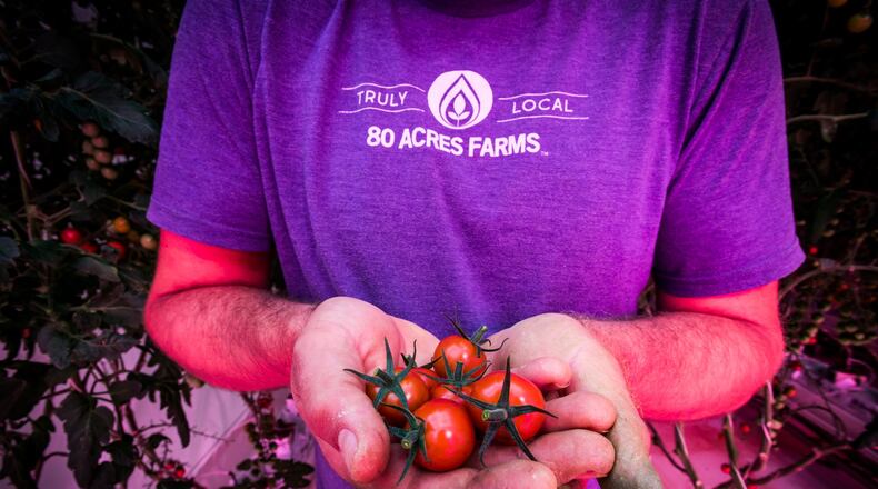 Head grower Robert Norris holds freshly plucked tomatoes at 80 Acres Farms that is now operating in downtown Hamilton. They purchased the former Miami Motor Car Co. building on S. 2nd Street in February 2017 and have renovated it to create an indoor farm facility. The special pink colored lighting is controlled by a timer for optimal growing conditions. NICK GRAHAM/STAFF