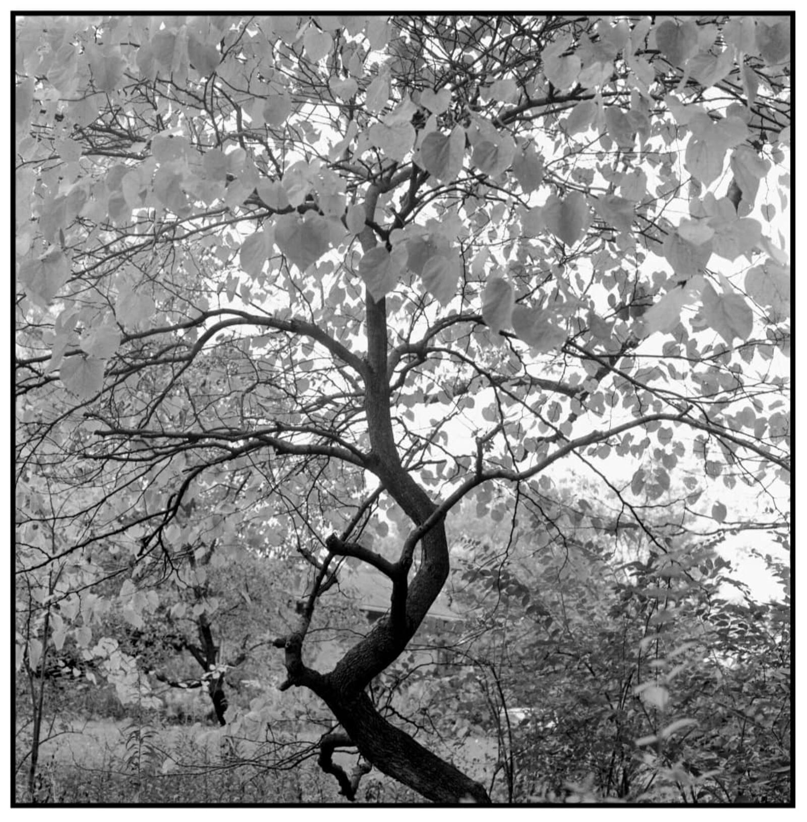 Black and white photos by Paula Willmot Kraus honor her memory at Rosewood Arts Center in Kettering. CONTRIBUTED