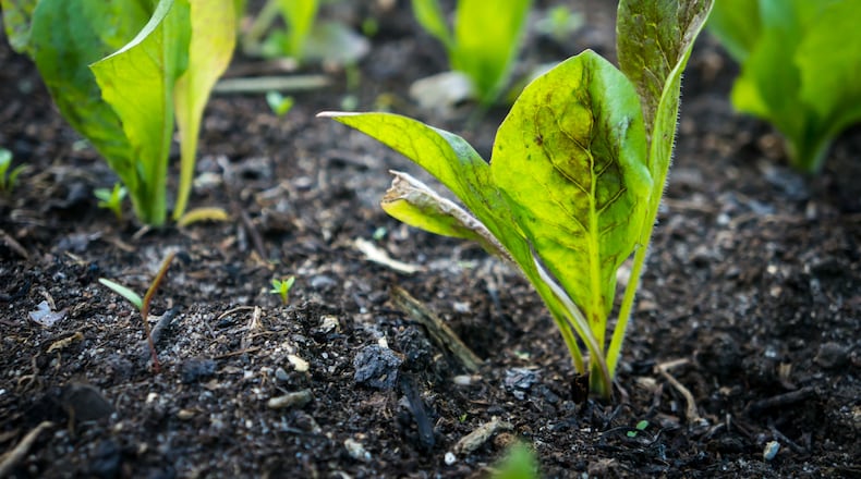 The county’s approximately 120 master gardeners volunteer for numerous certified projects, from school gardens, parks, and gardening in the townships.