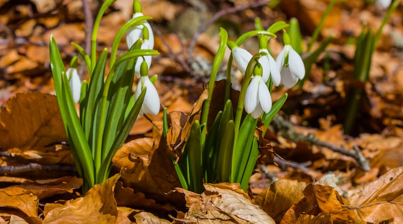 Snowdrops are among the first flowers to bloom and signal the arrival of spring. CONTRIBUTED