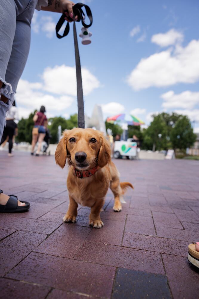 Hamilton Flea August 2024