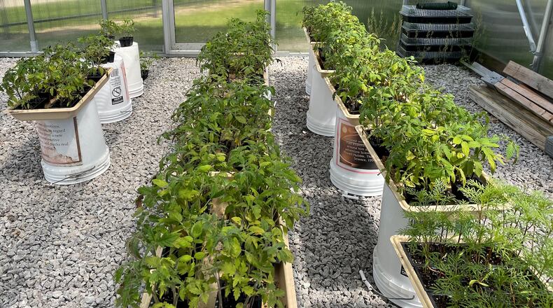 Tomato plants are shown here lined up in the Talawanda Middle School greenhouse during their growing process. The school’s Earth Club planted them and then sold the tomatoes to raise money for the wide-ranging gardening efforts. CONTRIBUTED