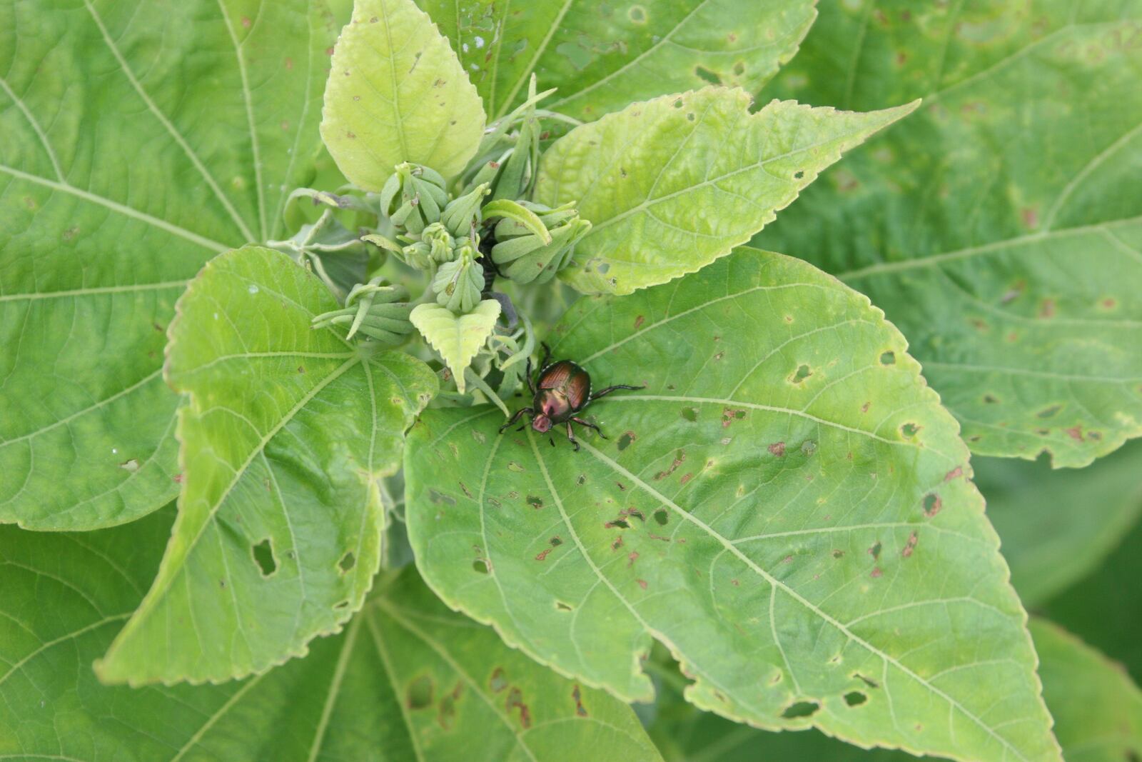 An adult Japanese beetle clings to a plant. CONTRIBUTED