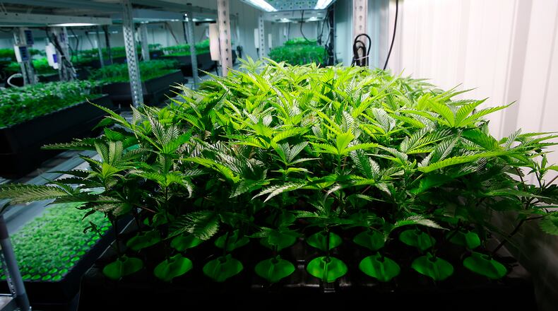 Young cannabis plants grow hydroponically at Pure Ohio Wellness Monday, Dec. 4, 2023. BILL LACKEY/STAFF