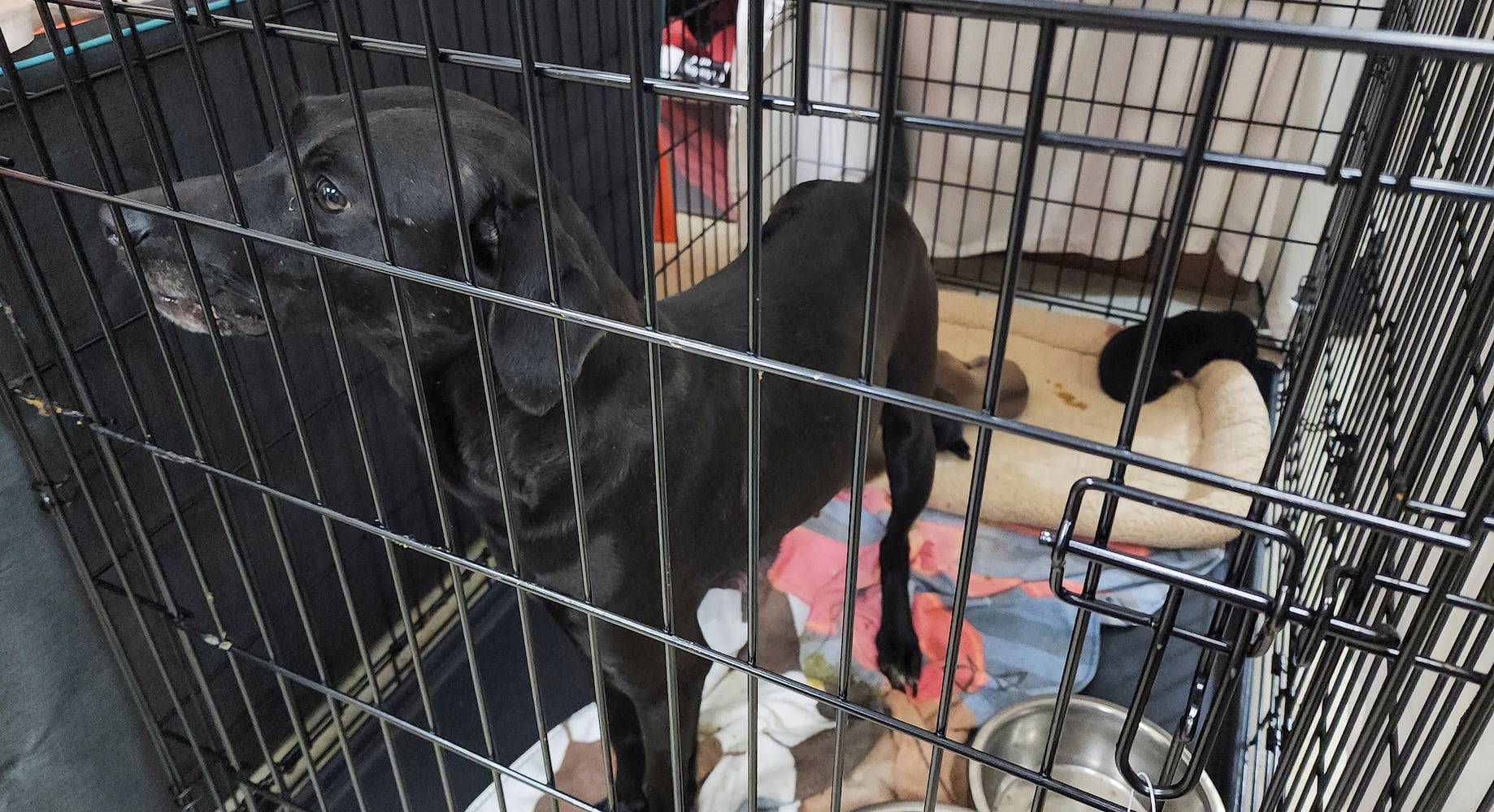 072823 animal rescue
