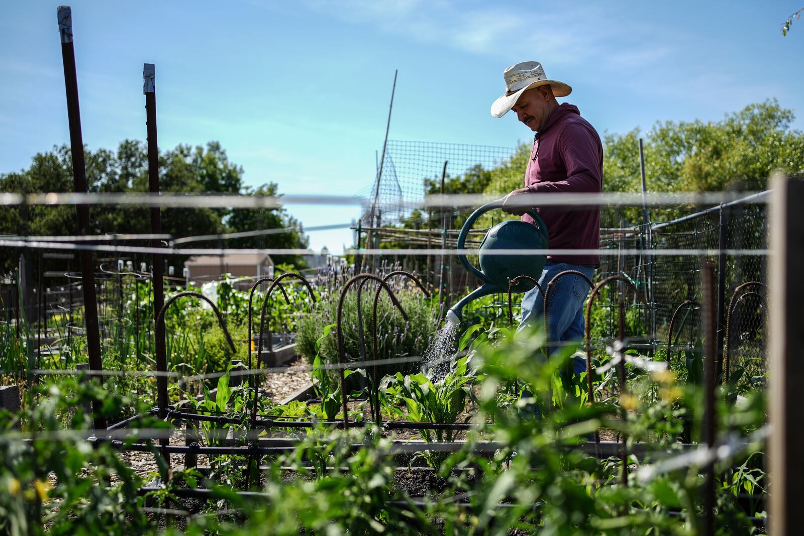 Carlos Rubio waters his plants at the community garden adjacent to the dog park that used to house diesel generators Tuesday, May 27, 2025, in Calistoga, Calif. (AP Photo/Annika Hammerschlag)