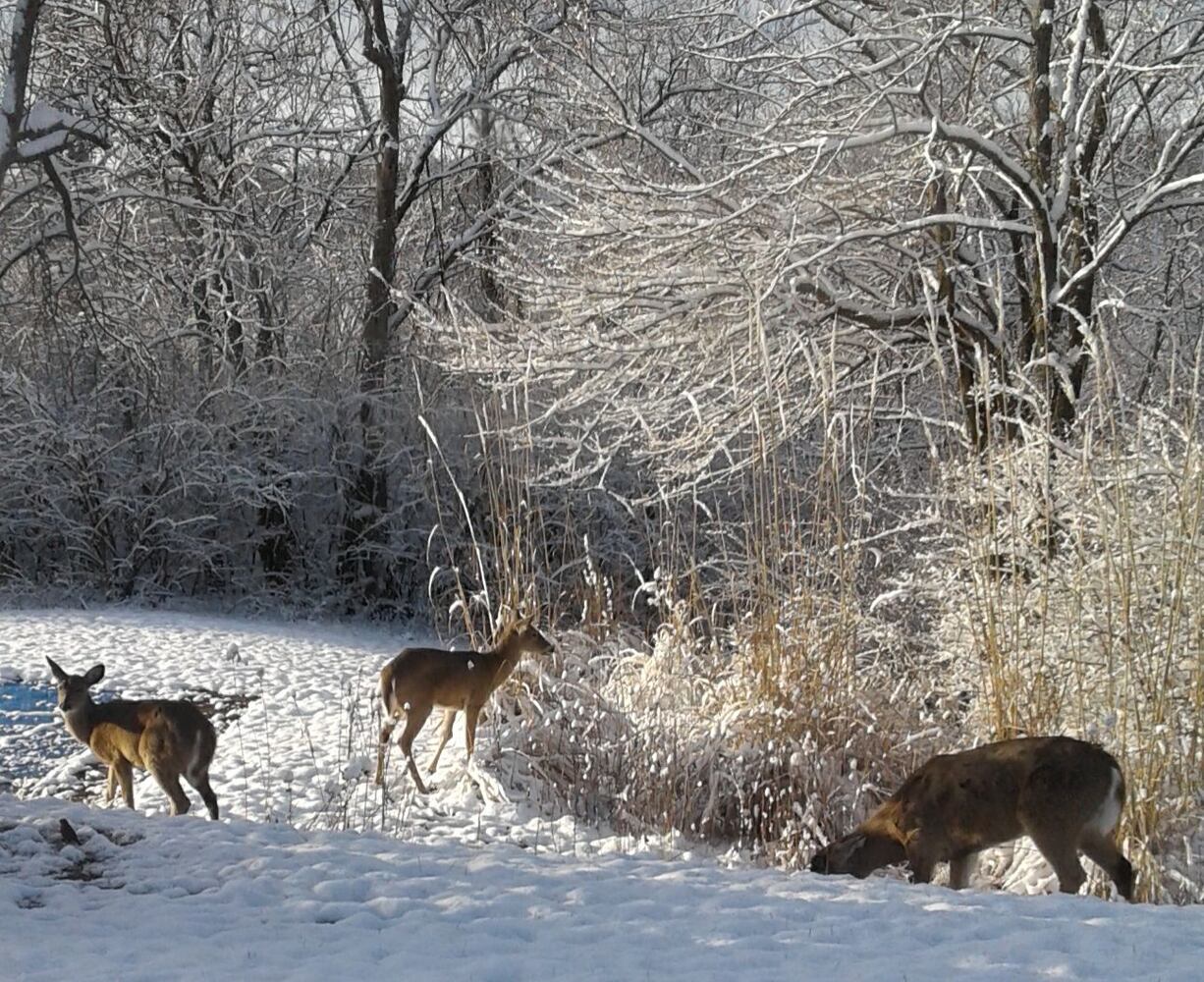 PHOTOS: Miami Valley gets a coating of snow  in April (User-submitted photo)