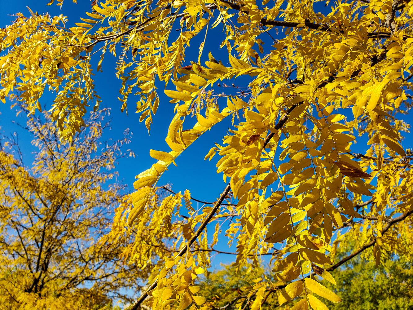 Fall colors October 2020