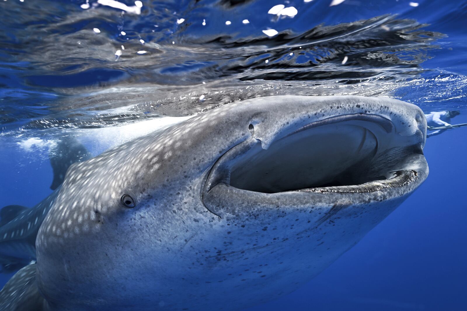 Whale sharks swim off the coast of St. Helena in the South Atlantic Ocean in February 2025. (AP Photo/Flora Tomlinson-Pilley)