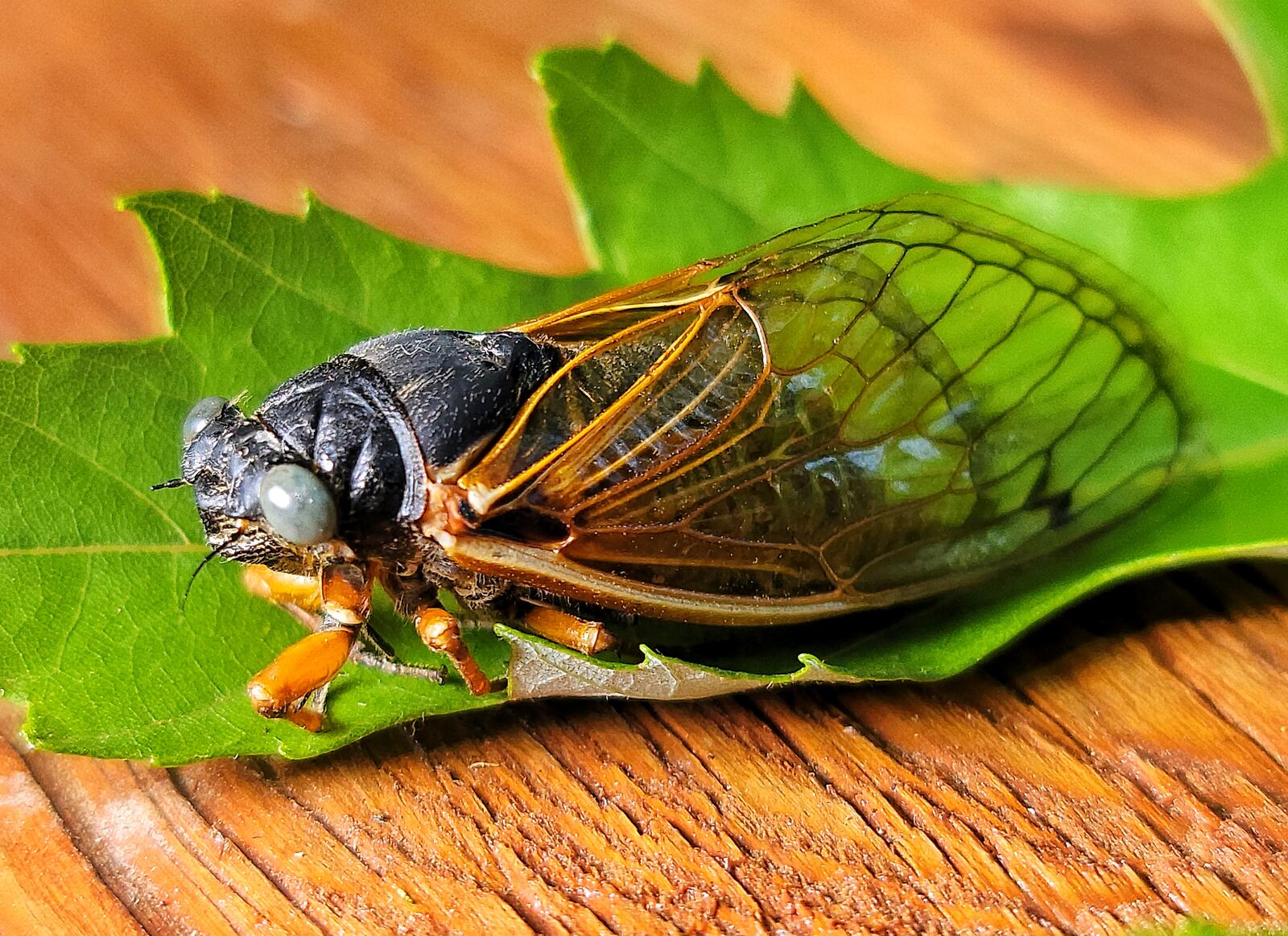 Dale Richter found a rare Brood X blue-eyed cicada after two days of searching his 151-acre soybean farm in Wayne Twp., where he said the cicadas seem to prefer his sugar maple trees on the property. NICK GRAHAM / STAFF