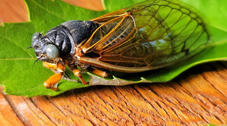 Dale Richter found a rare Brood X blue-eyed cicada after two days of searching his 151-acre soybean farm in Wayne Twp., where he said the cicadas seem to prefer his sugar maple trees on the property. NICK GRAHAM / STAFF