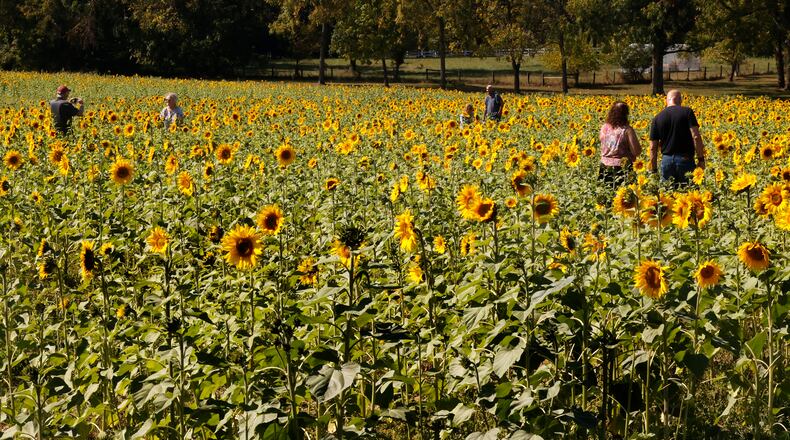 The Yellow Springs sunflower field is in bloom Monday, Oct. 2, 2023. The 10 acre field of bright yellow flowers along U.S. 68 north of Yellow Springs has become a tourist attraction with people traveling from all over the area to take pictures of the sunflowers. BILL LACKEY/STAFF