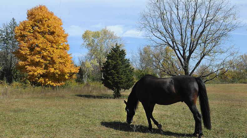 A horse grazes in a field at Carriage Hill Park on a sunny Tuesday Oct. 11, 2022. MARSHALL GORBY\STAFF
