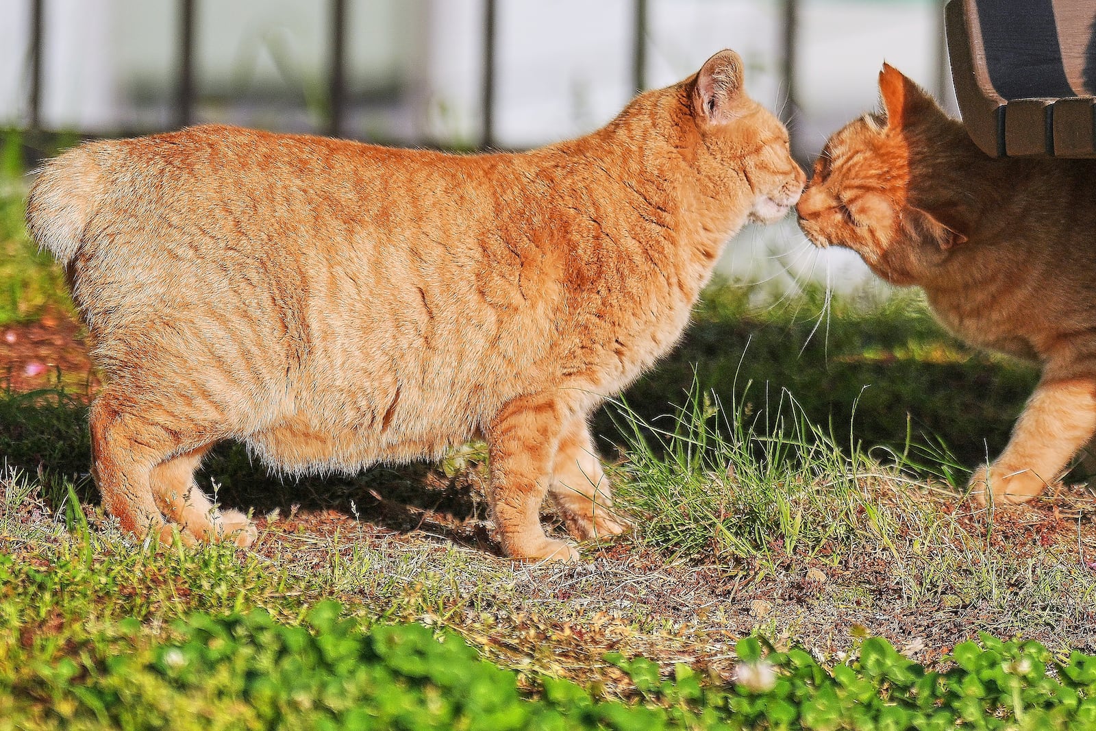 A stray bobtail cat rests at a park in Nagasaki, southern Japan, on April 26, 2025. (AP Photo/Eugene Hoshiko)