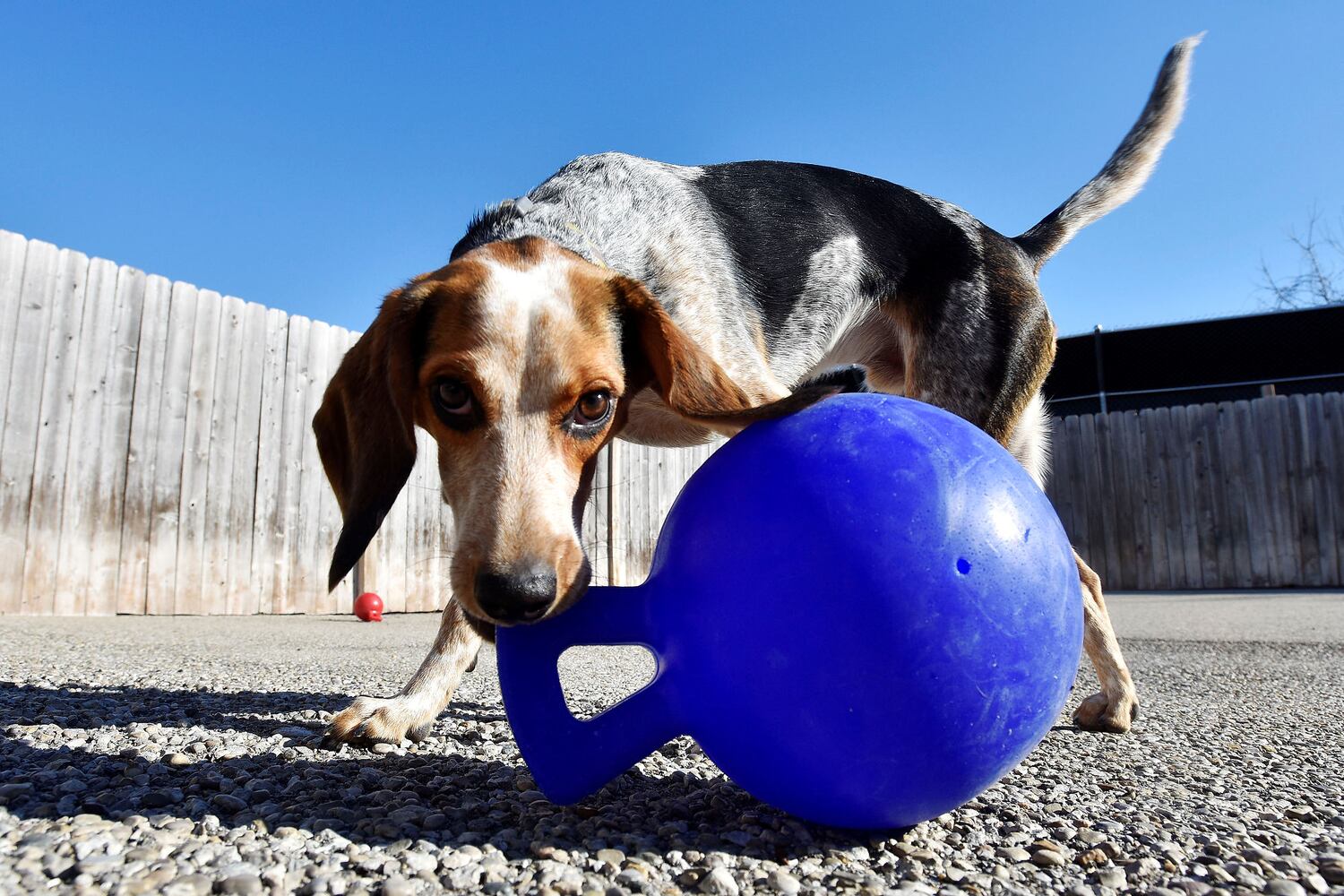 West Chester Pet Resort